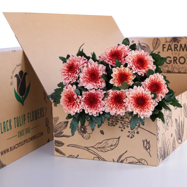 Chrysanthemum Deco Peach