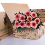Chrysanthemum Deco Peach