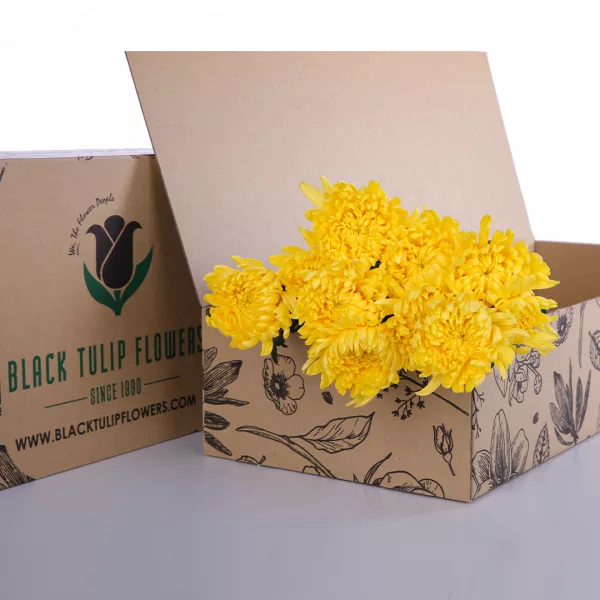 Chrysanthemum Deco Yellow