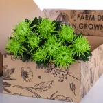 Chrysanthemum Delistar Green