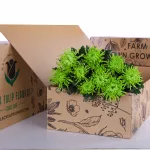 Chrysanthemum Delistar Green