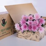 Chrysanthemum Delistar Pink (2)