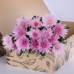 Chrysanthemum Delistar Pink (3)