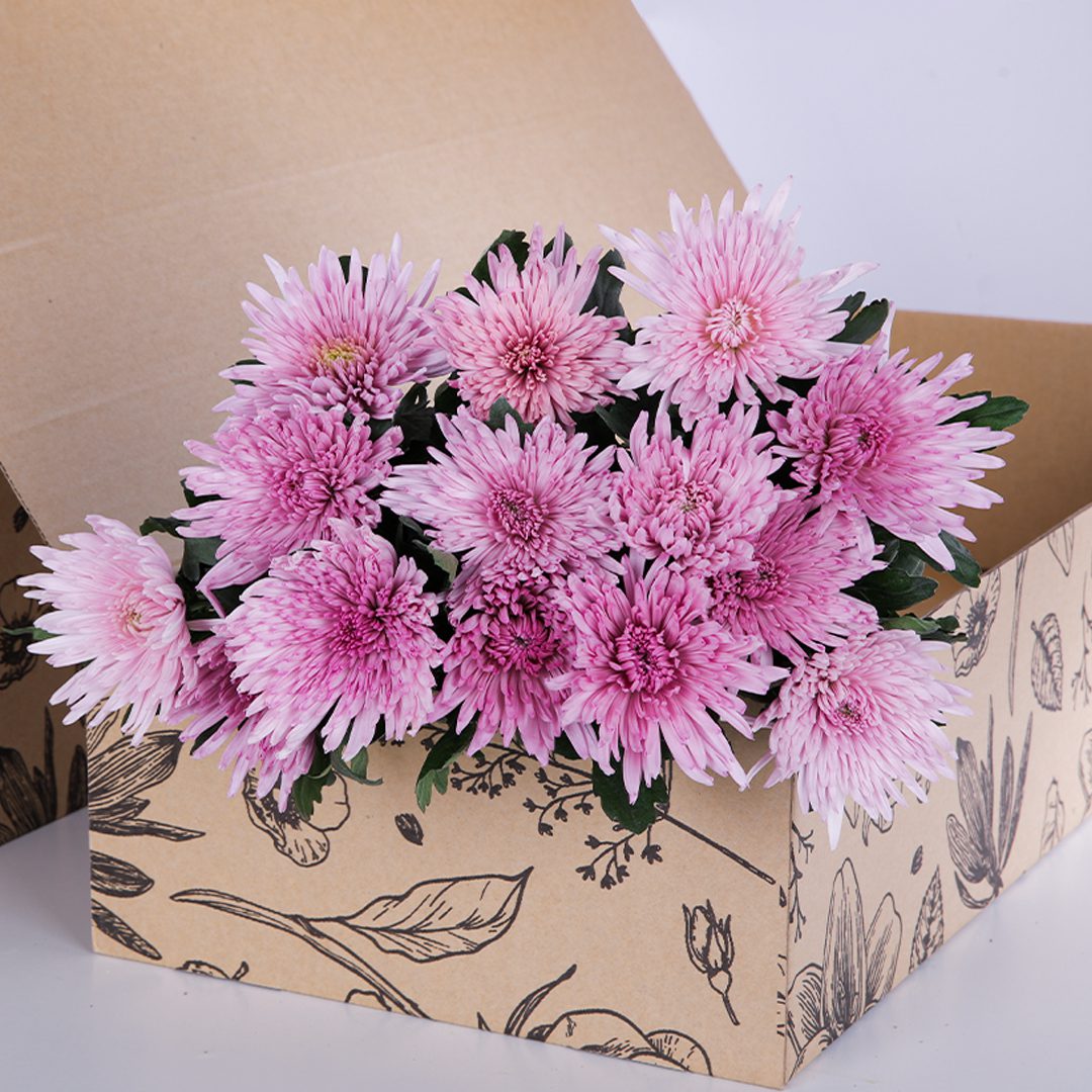Chrysanthemum Delistar Pink