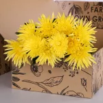 Chrysanthemum Delistar Yellow