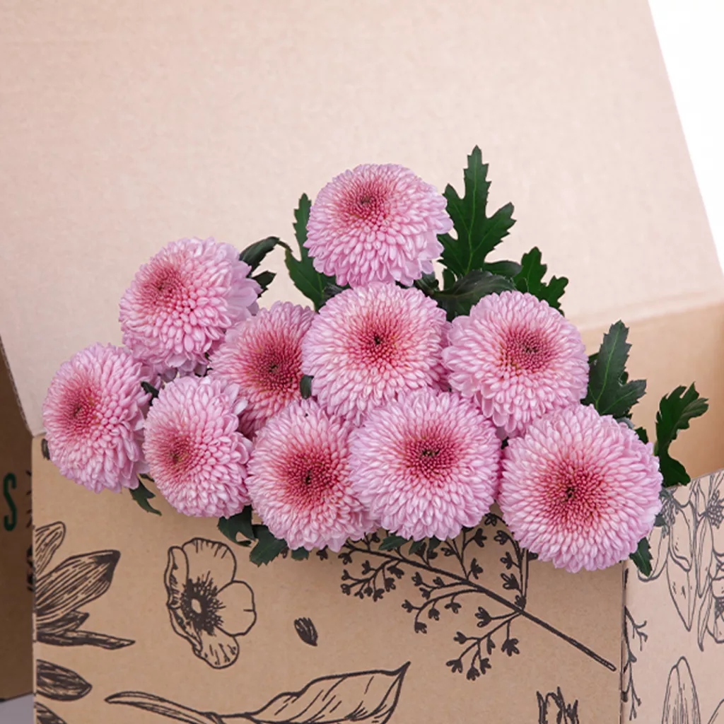 Chrysanthemum Ping Pong Pink (3) Chrysanthemum Ping Pong Pink