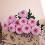 Chrysanthemum Ping Pong Pink (3)