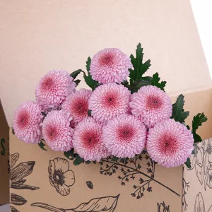 Chrysanthemum Ping Pong Pink