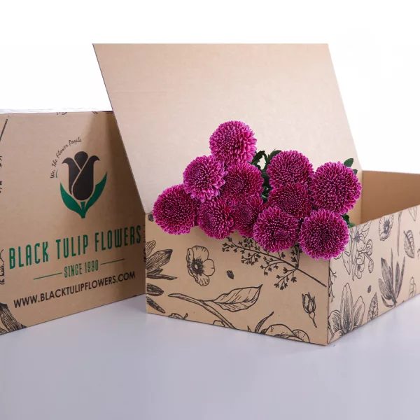 Chrysanthemum Ping Pong Purple