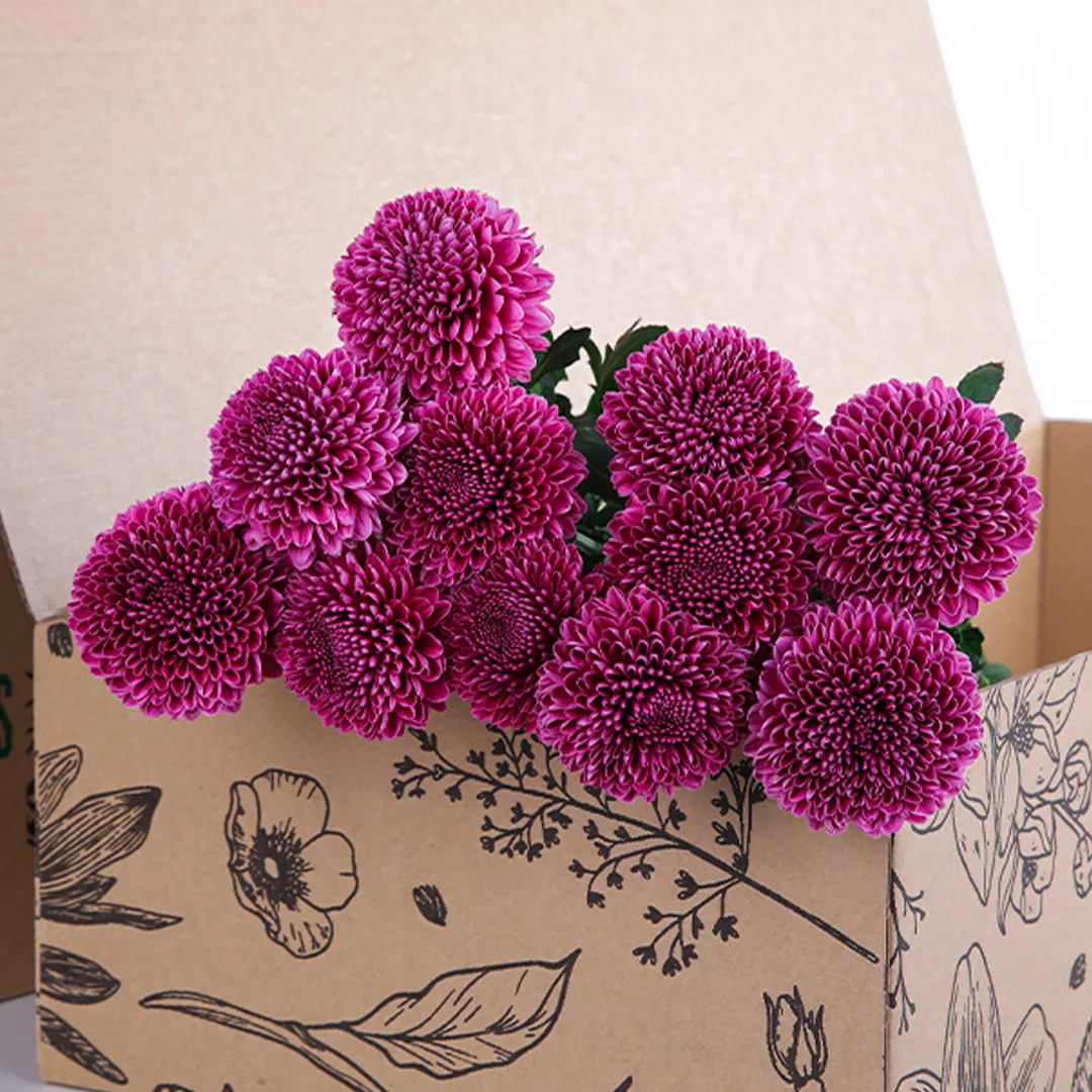 Chrysanthemum Ping Pong Purple