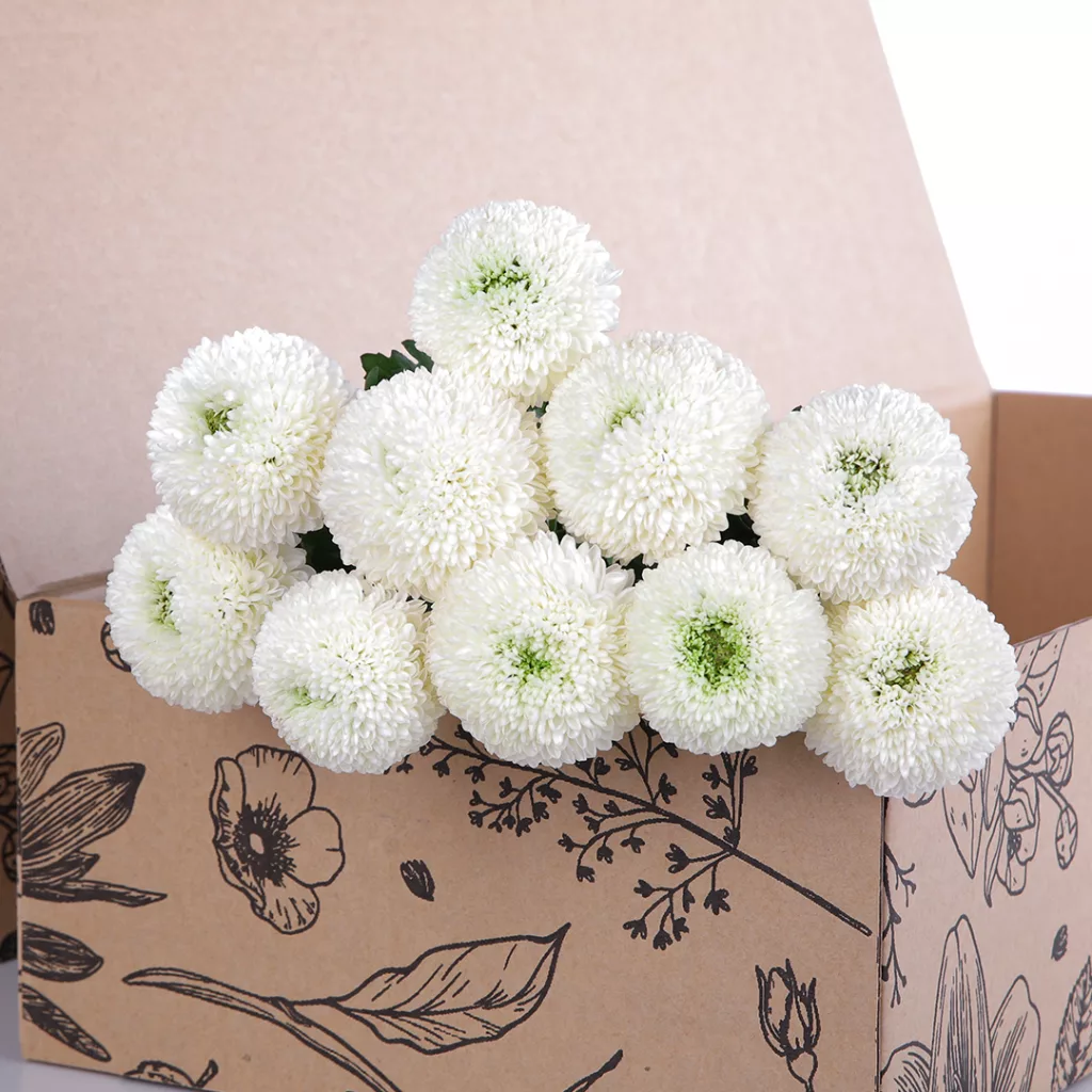 Chrysanthemum Ping Pong White 01 Chrysanthemum Ping Pong White