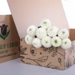 Chrysanthemum Ping Pong White