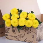 Chrysanthemum Ping Pong Yellow