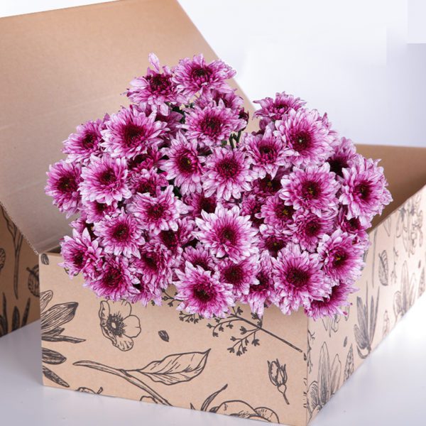 Chrysanthemum Purple