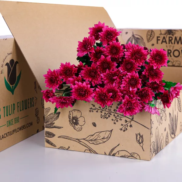 Chrysanthemum Spray Euro Dante Purple