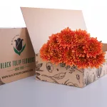 Chrysanthemum Spray Euro - Orange
