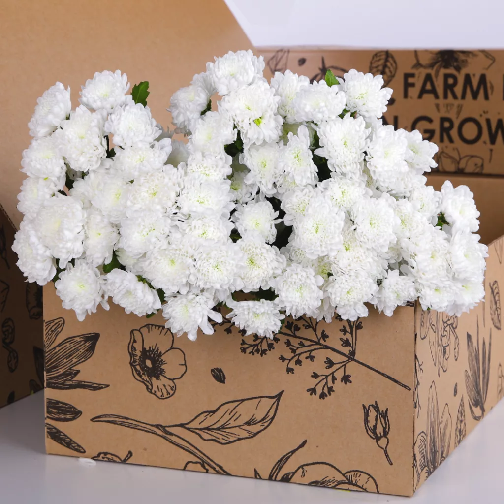 Chrysanthemum Spray Euro White Chrysanthemum Spray Euro White
