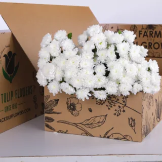 Chrysanthemum Spray Euro White bunch in a cardboard box