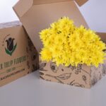 Chrysanthemum - Yellow (2)
