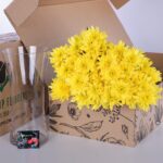 Chrysanthemum - Yellow (3)