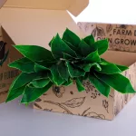 Cordyline Green