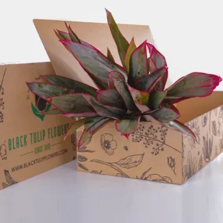 A cardboard box containing a bunch of vibrant Cordyline Red plants, showcasing their striking foliage.