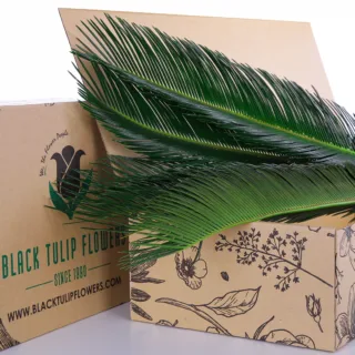 Cycas Leaf