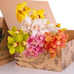 Cymbidium Mix 2 Cymbidium Mix