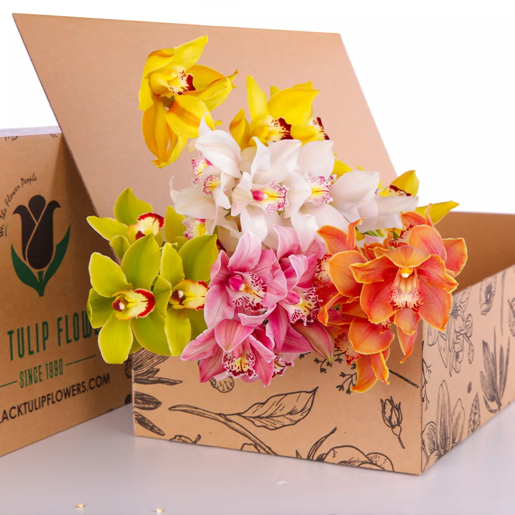 Cymbidium Mix Bunch of Cymbidium Mix in a box with flower food-Diy Kit