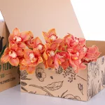 Cymbidium Orange
