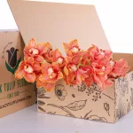 Cymbidium Orange 02