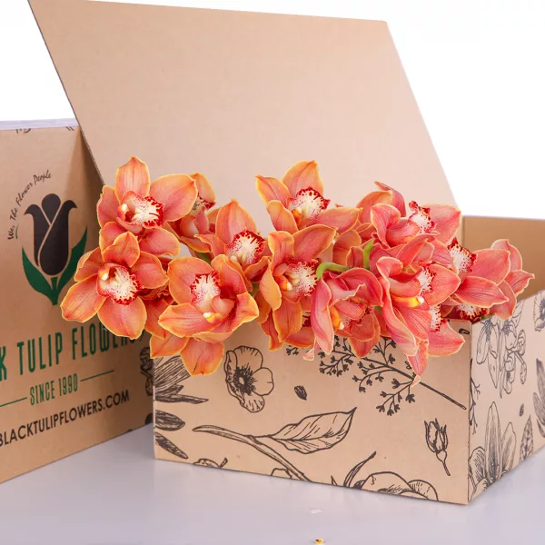 Cymbidium Orange