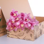 Cymbidium Pink