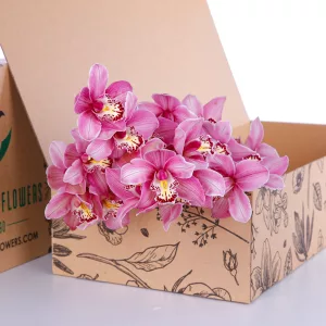 Cymbidium Pink