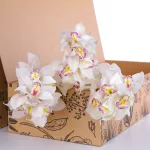 Cymbidium White