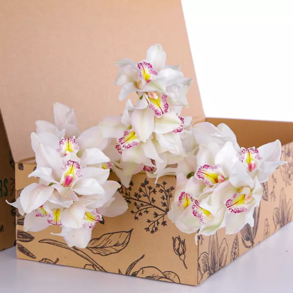Cymbidium White