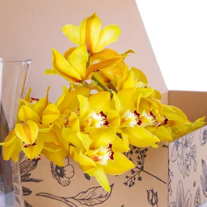 Cymbidium Yellow