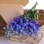 Delphinium Dewi Blue Star Dark Blue
