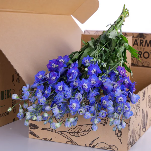 Delphinium Dewi Blue Star Dark Blue