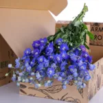 Delphinium Dewi Blue Star Dark Blue