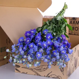 Delphinium Dewi Blue Star Dark Blue