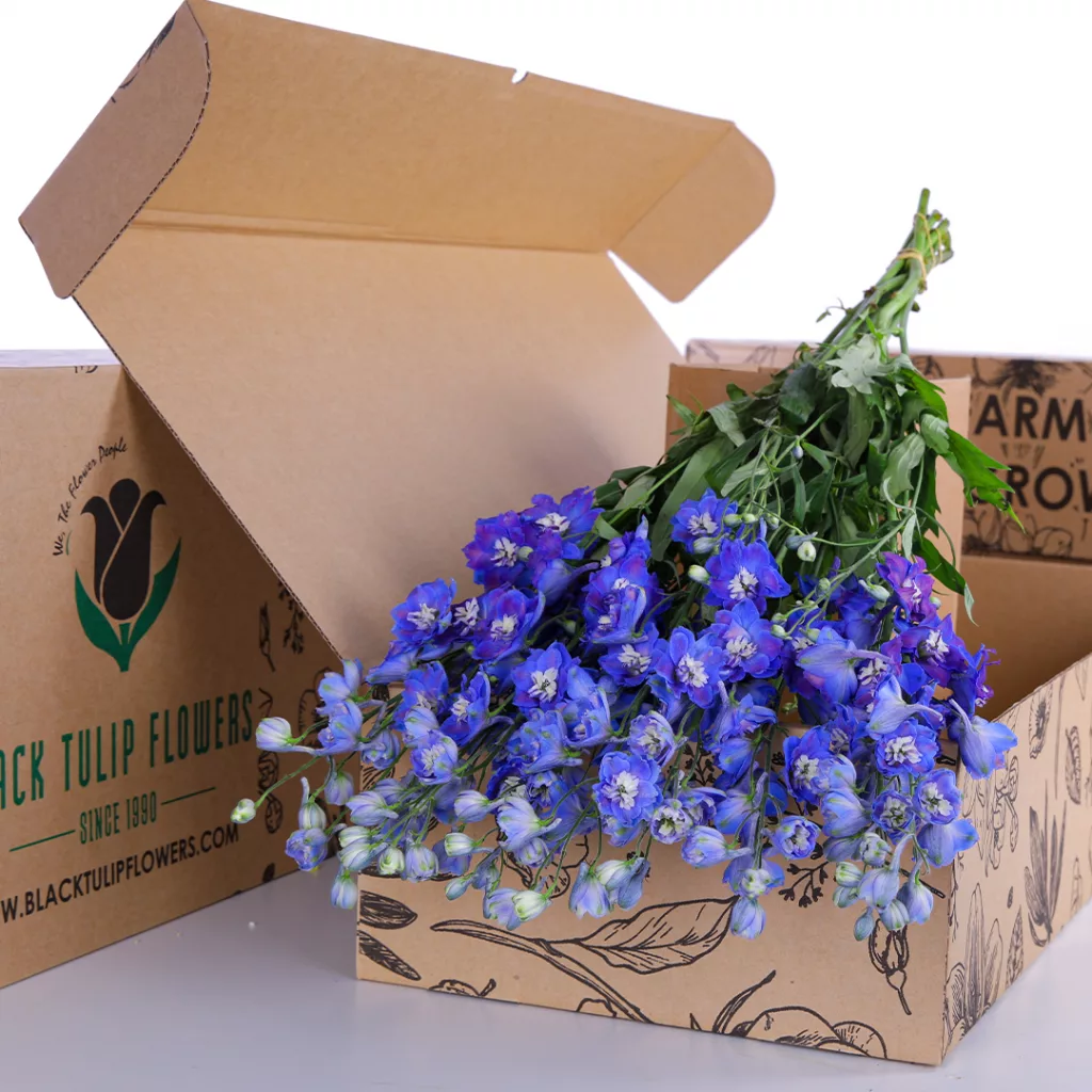 Delphinium Dewi Blue Star Dark Blue A cardboard box containing Delphinium Ballkleid in a light purple hue, showcasing its elegant floral arrangement.