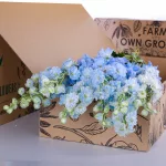 Delphinium Light Blue 02