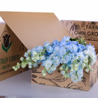 Light blue delphinium blooms gracefully, featuring tall spikes of soft petals that add a serene touch to any garden.