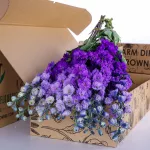 Delphinium Purple Bicolor 01