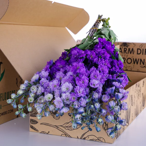 Delphinium Purple Bicolor