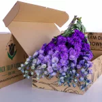 Delphinium Purple Bicolor