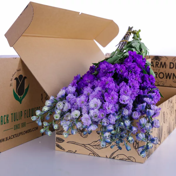 Delphinium Purple Bicolor