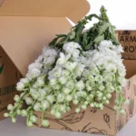 Delphinium White