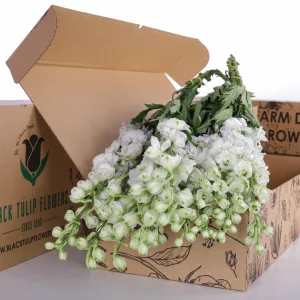 Delphinium White